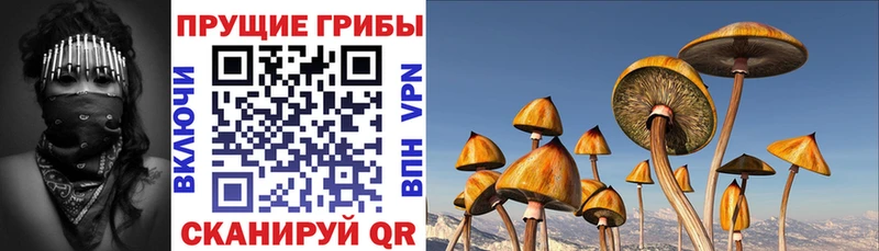 MEGA сайт  Багратионовск  Галлюциногенные грибы MAGIC MUSHROOMS  наркота 